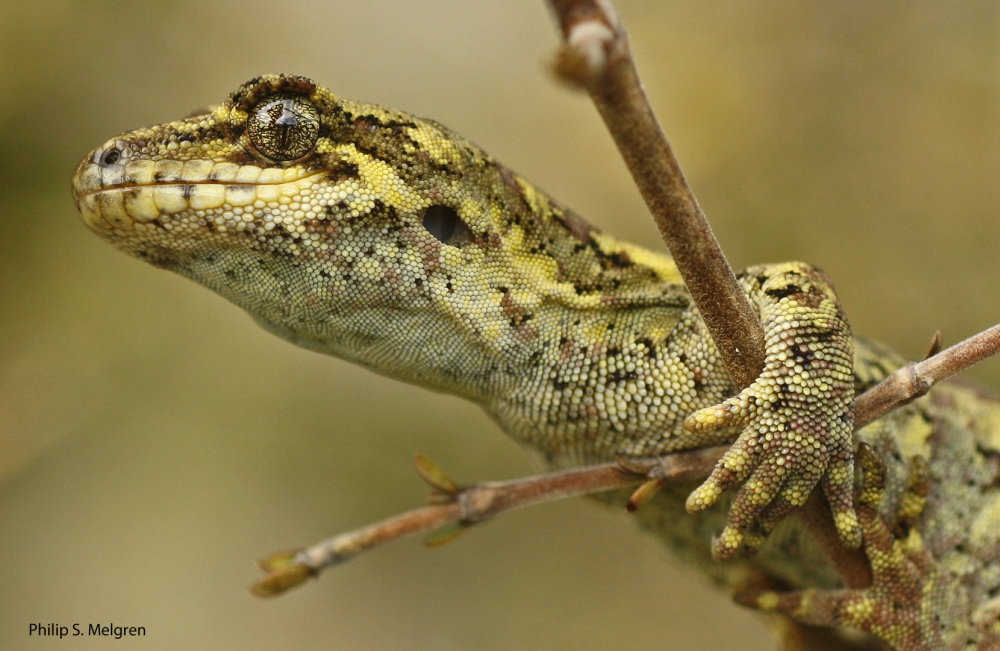 Photo of the week: Southern forest gecko | Conservation blog Conservation  blog