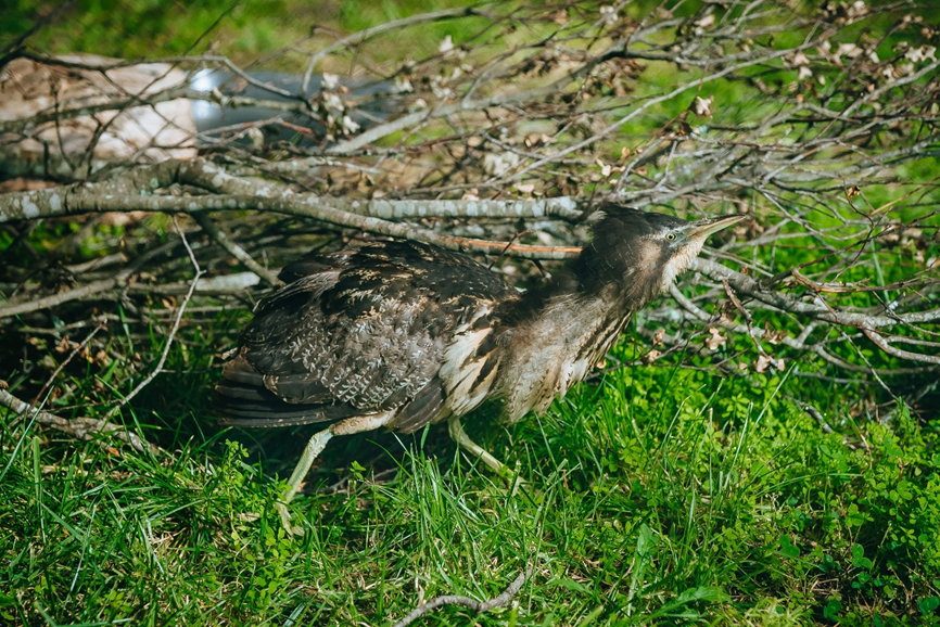 Wetland warriors: a tale of two bittern | Conservation blog